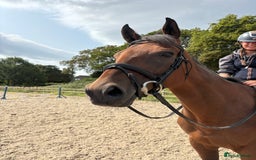 English Thoroughbred horses for sale: Perfect all arounder, happy hack  - Image 2