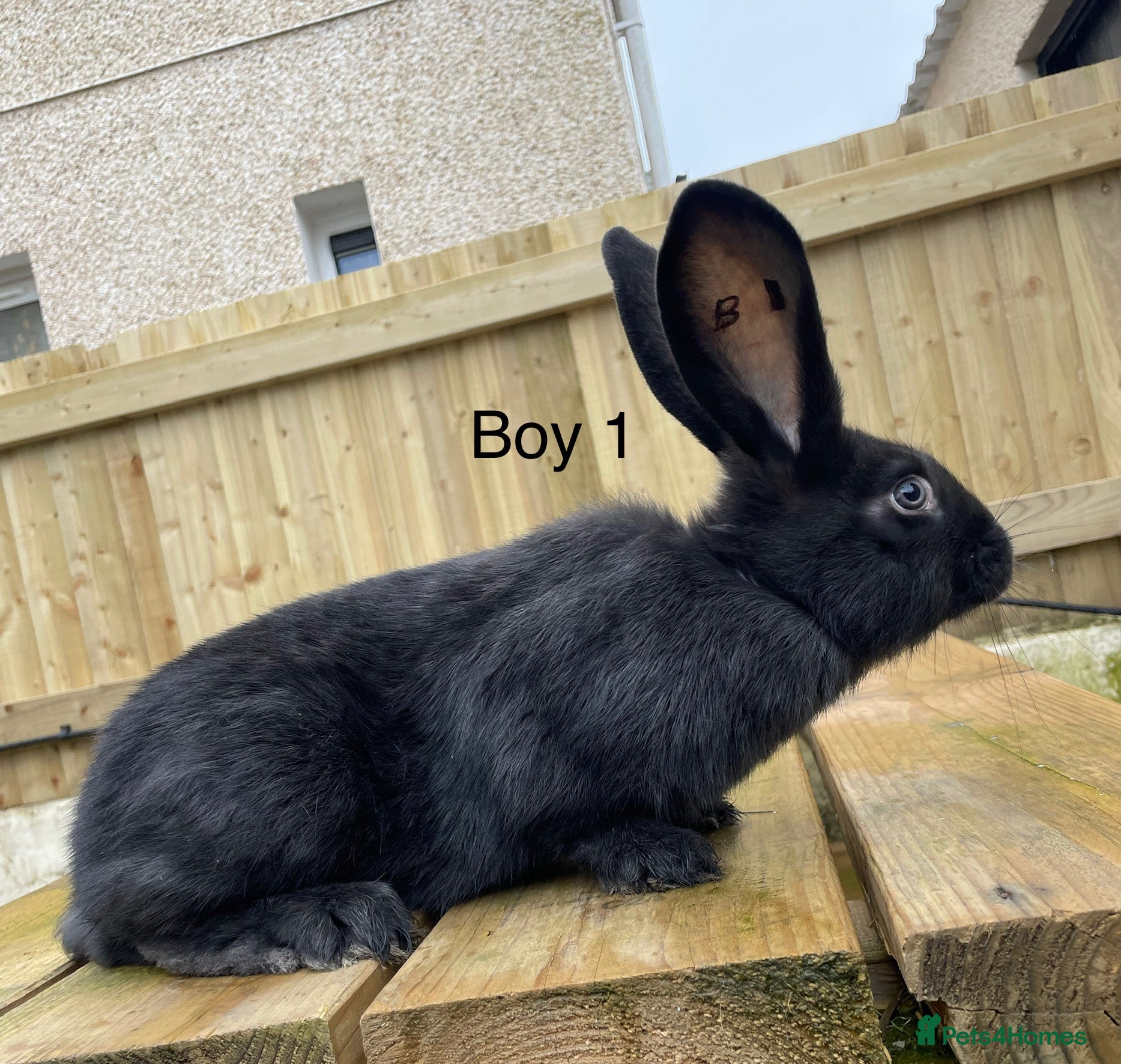 Continental Giant rabbits 💙last 3 pure bred continental giants 💙 - Advert 15