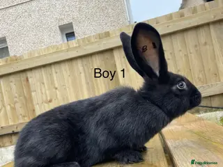 Continental Giant rabbits 💙last 3 pure bred continental giants 💙 - Advert 15