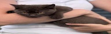 British Shorthair 2