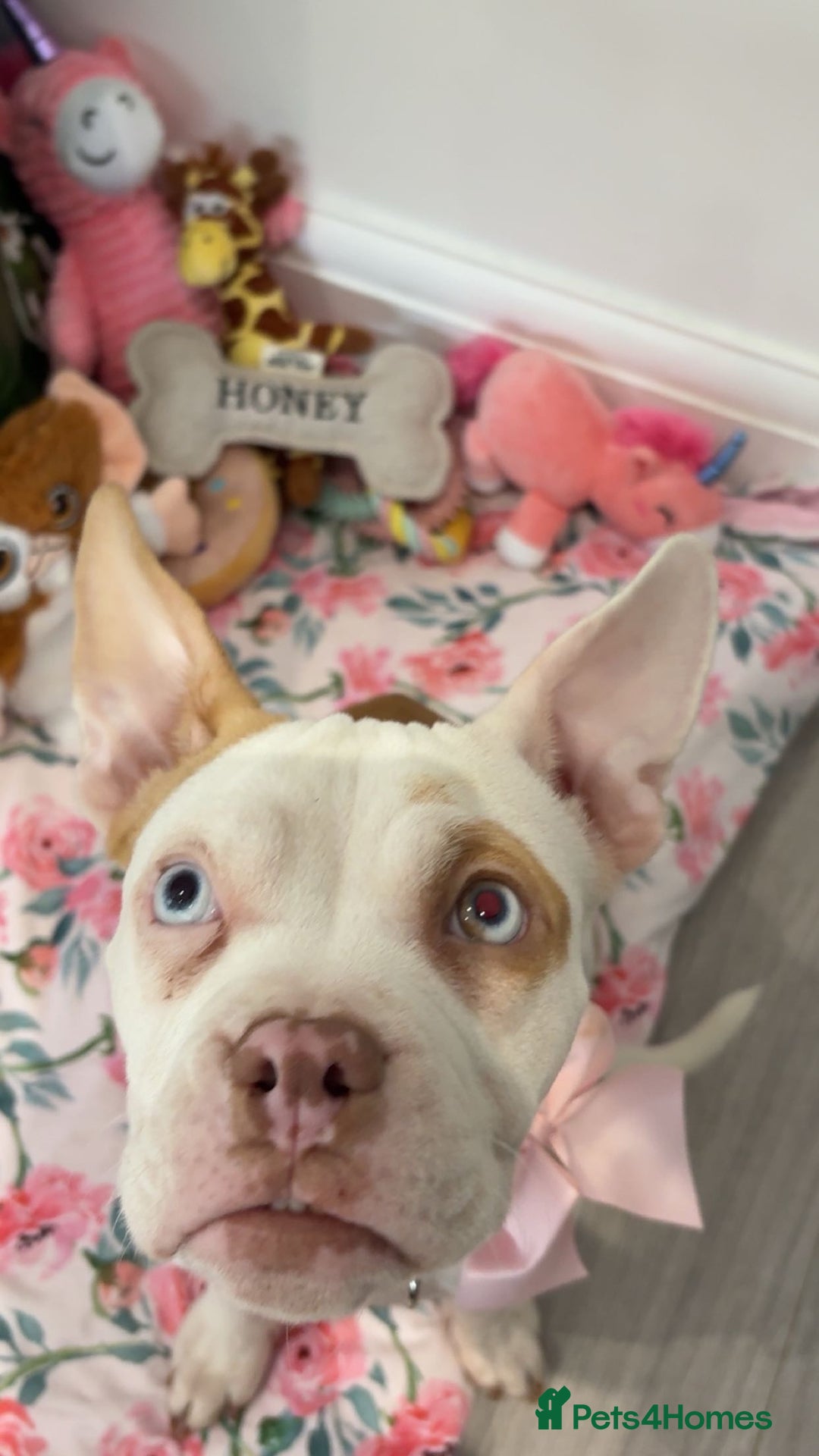 Mixed Breed dogs for sale: Honey  - Image 1