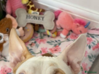 Mixed Breed dogs for sale - Advert 1