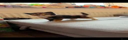 Mixed Breed cats for sale: For sale lovely kite  in Corby - Advert 2