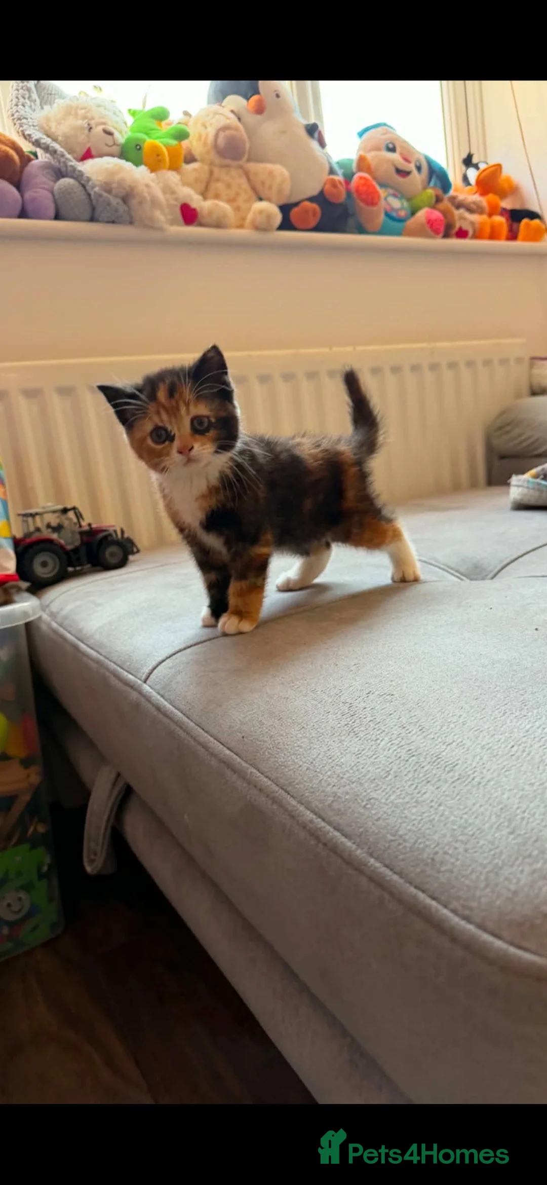 Mixed Breed cats for sale: For sale lovely kite  in Corby - Advert 2