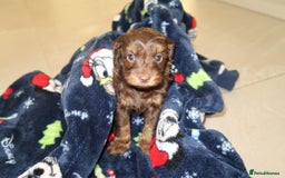 Cockapoo dogs for sale: Beautiful f1b Cockapoo puppy's   - Advert 7