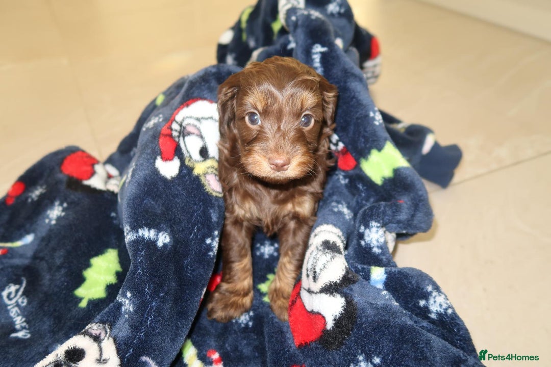 Cockapoo dogs for sale: Beautiful f1b Cockapoo puppy's   - Advert 7