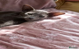 Oriental cats for sale: Full Pedigree Oriental 1 Kitten XL size ears GCCF - Image 22