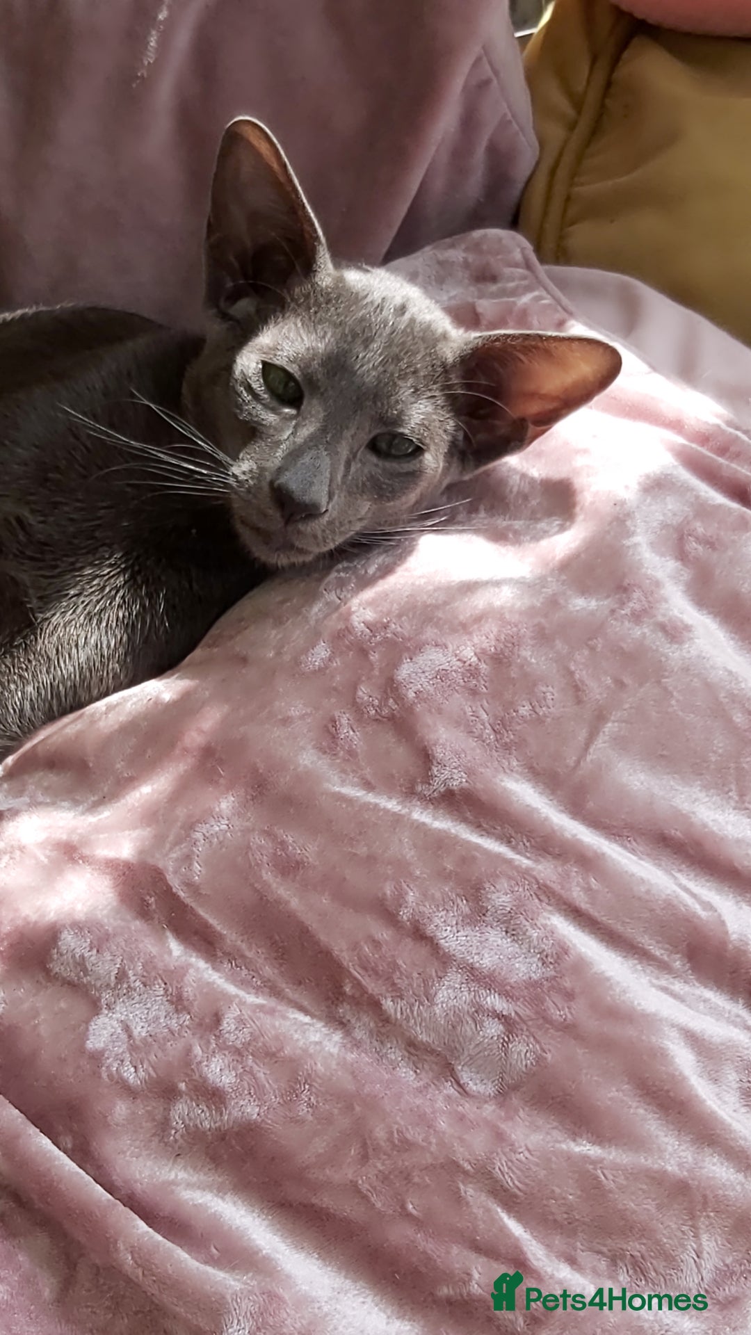 Oriental cats for sale: Full Pedigree Oriental 1 Kitten XL size ears GCCF - Image 22