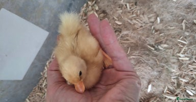 Ducks poultry - Advert 5