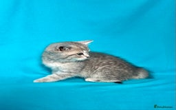 British Shorthair cats for sale: 🐾Purebred BSH kittens🐾 - Image 32