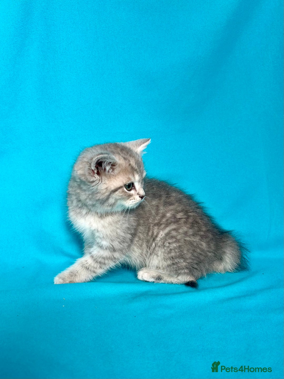 British Shorthair cats for sale: 🐾Purebred BSH kittens🐾 - Image 32