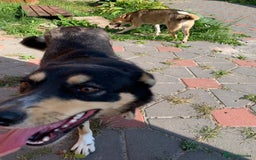 Mixed Breed dogs for adoption: 💖🐶 AZIA 🐶💖 - Image 3