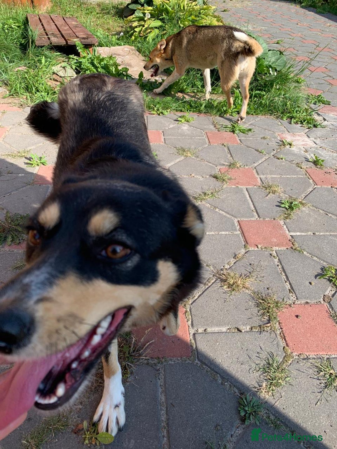 Mixed Breed dogs for adoption: 💖🐶 AZIA 🐶💖 - Image 3