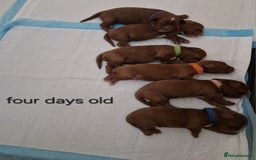 Cavapoo dogs for sale: Beautiful F1 cavapoo puppies - Image 18