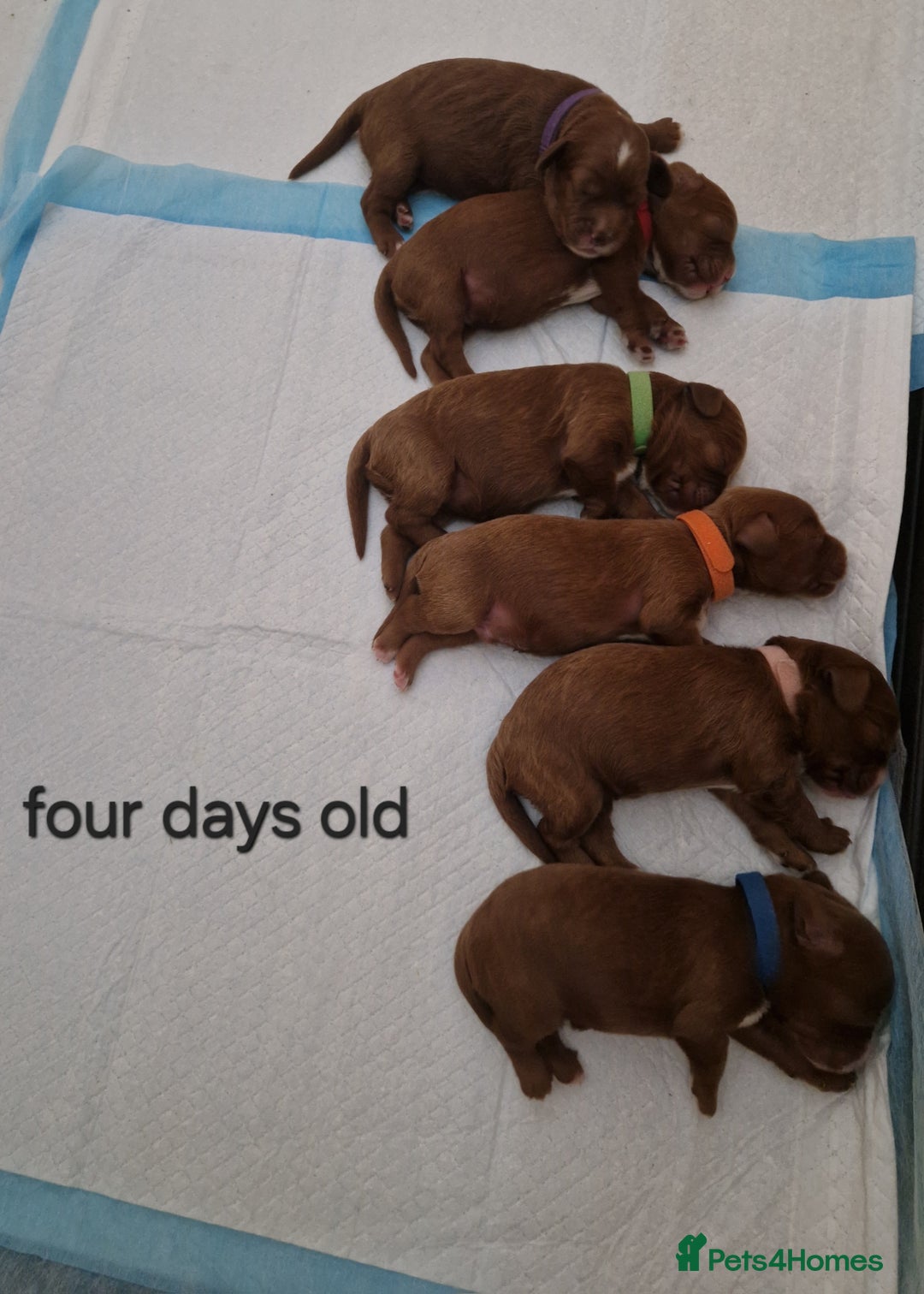 Cavapoo dogs for sale: Beautiful F1 cavapoo puppies - Image 18