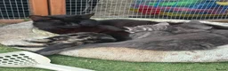 Mixed Breed cats for sale: Gorgeous Grey / Blue Girls  - Advert 9
