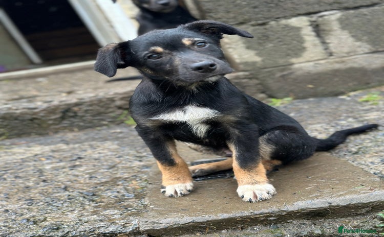 Mixed Breed dogs - Advert 2
