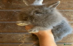 Lionhead rabbits for sale: Extra Special Lionhead Bunnies  - Image 10