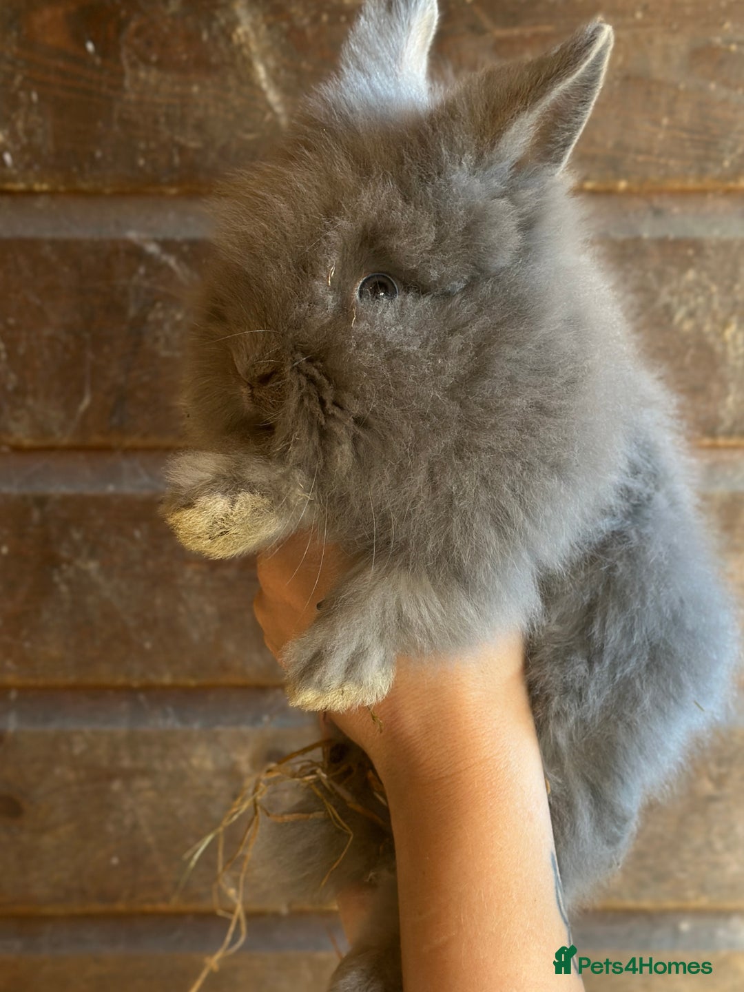 Lionhead rabbits for sale: Extra Special Lionhead Bunnies  - Image 10