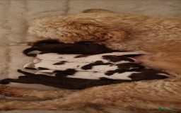 Mixed Breed dogs for sale: Cockapoo - Bernedoodle Pups - Image 15