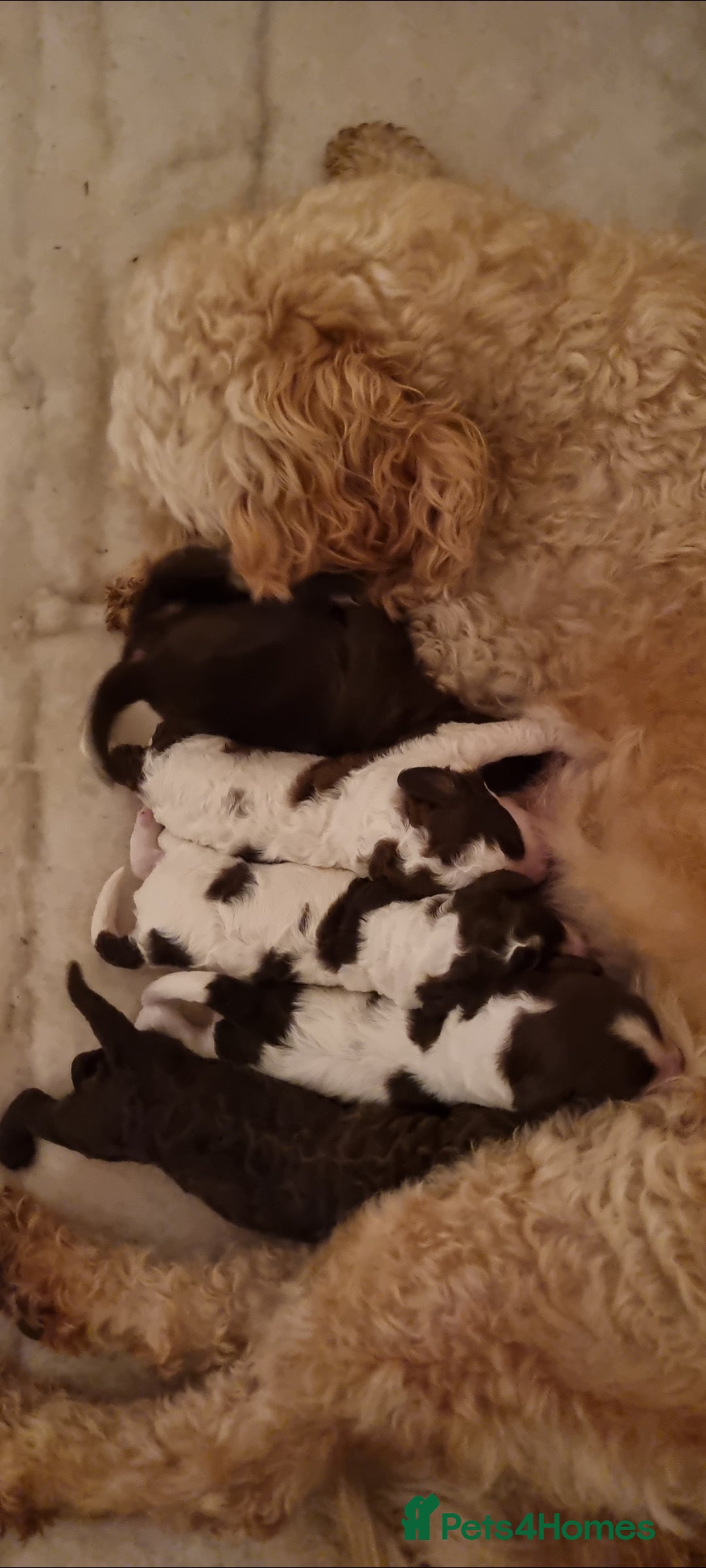 Mixed Breed dogs for sale: Cockapoo - Bernedoodle Pups - Image 15