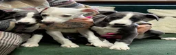 Whippet dogs for sale: REDUCED! LAST GIRL!  Health checked - Advert 13