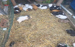 Guinea Pig rodents for sale: Guinea pigs  - Image 3
