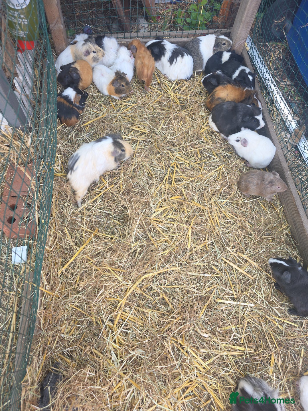 Guinea Pig rodents for sale: Guinea pigs  - Image 3