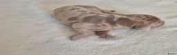 Miniature Dachshund dogs for sale: 🤎 Gorgeous Daxies_Mini Dachshunds 🤎 - Advert 20