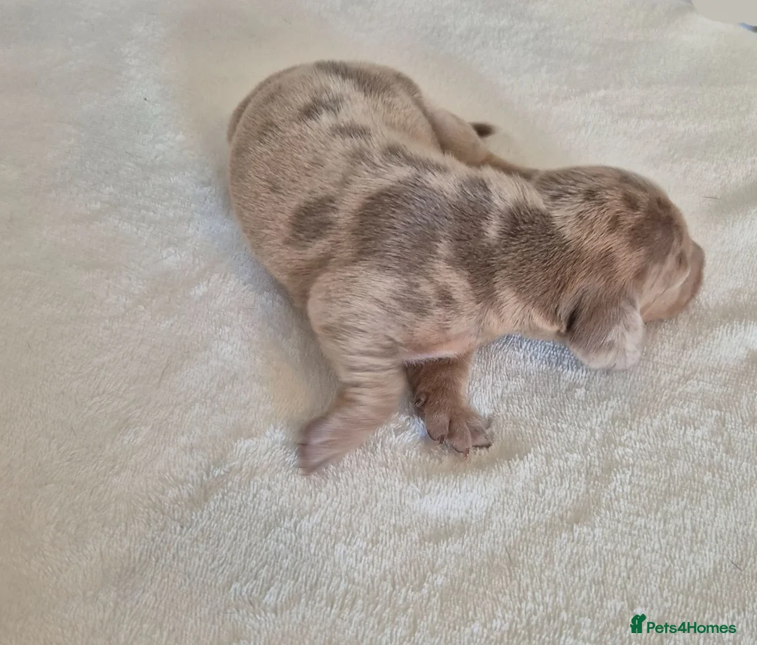 Miniature Dachshund dogs for sale: 🤎 Gorgeous Daxies_Mini Dachshunds 🤎 - Advert 37