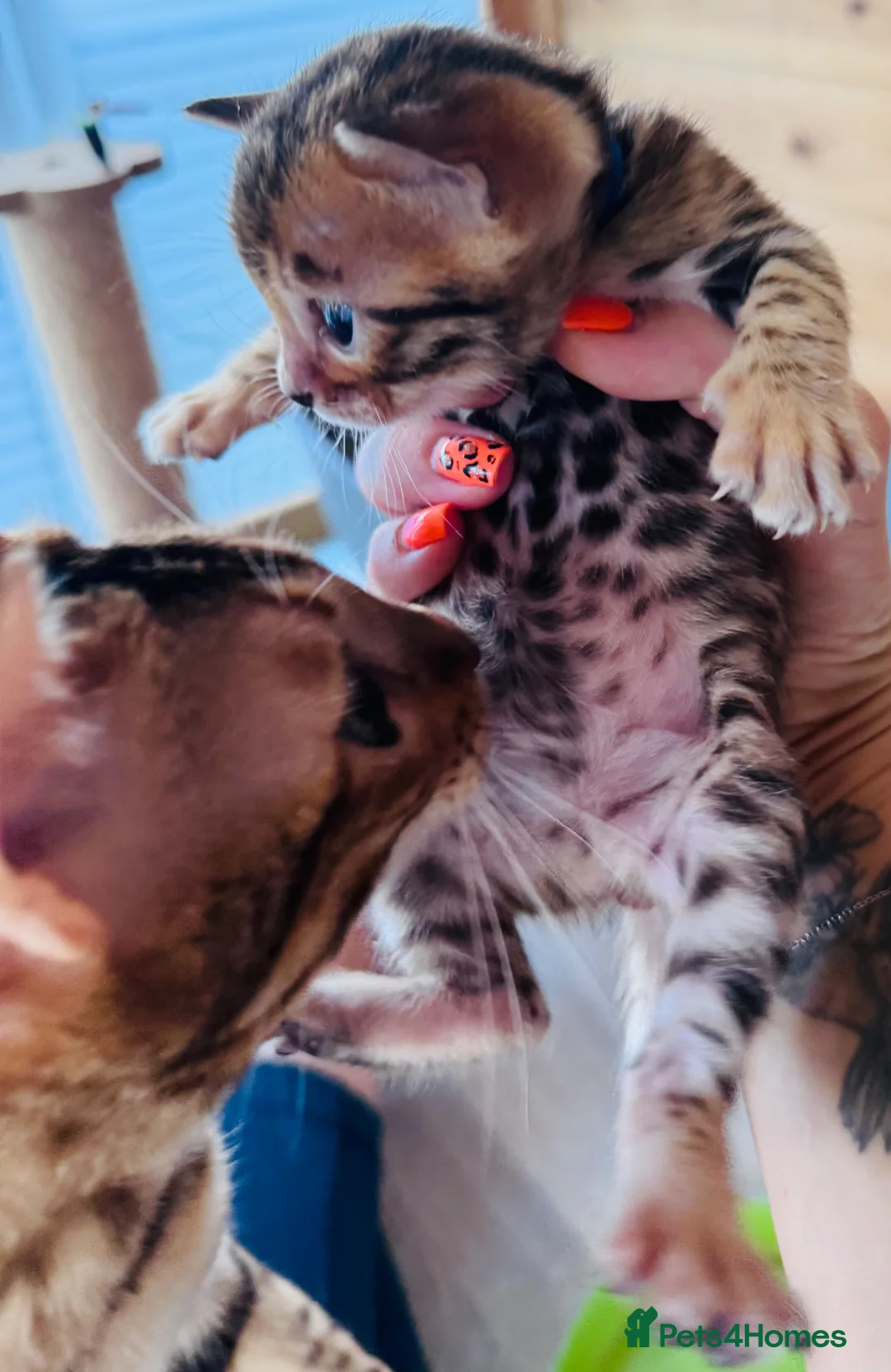 Bengal cats for sale: TICA Reg Bengal Kittens - Advert 2