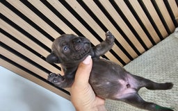 French Bulldog dogs for sale: French bulldog puppies  - Image 13
