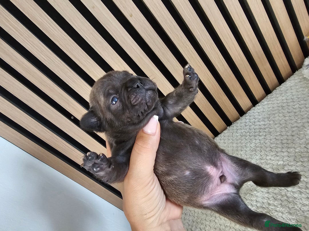 French Bulldog dogs for sale: French bulldog puppies  - Image 13