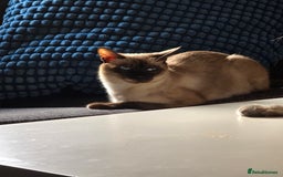 Siamese cats for sale: Siamese cat - Advert 1