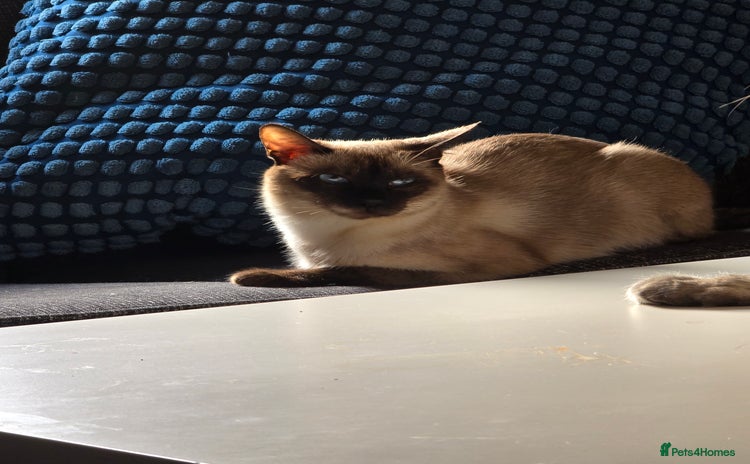 Siamese cats Siamese cat - Advert 1