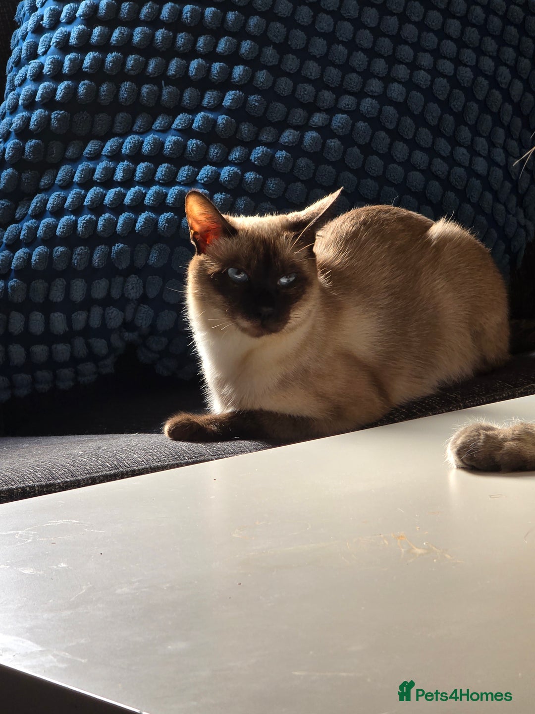 Siamese cats for sale: Siamese cat - Advert 1