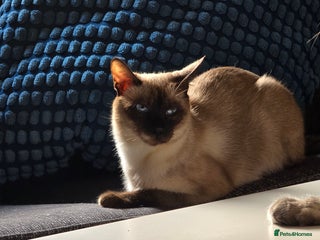 Siamese cats Siamese cat - Advert 2