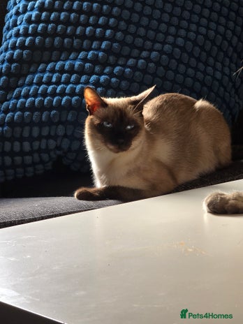 Siamese cats Siamese cat - Advert 1