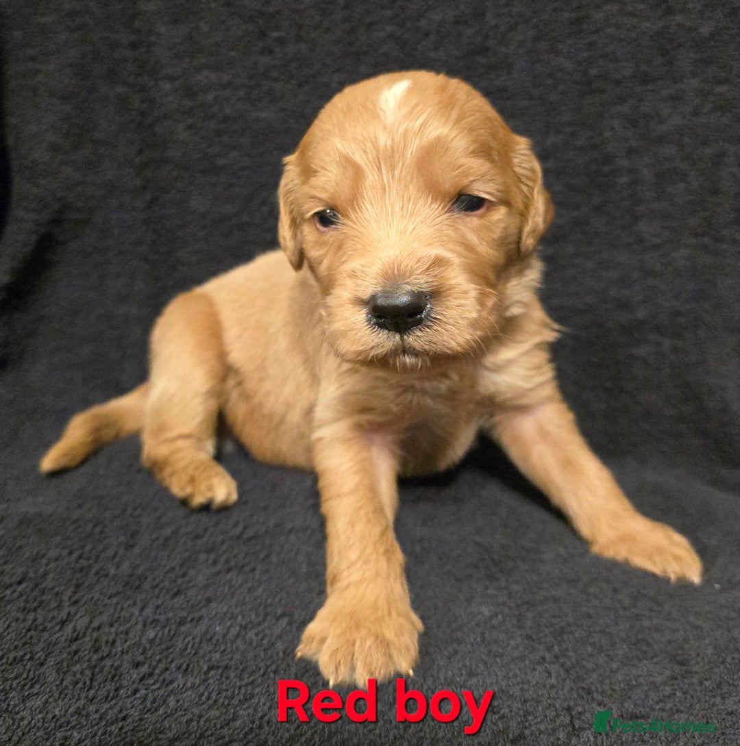 Goldendoodle dogs for sale: Gorgeous F1B Goldendoodles - Image 3