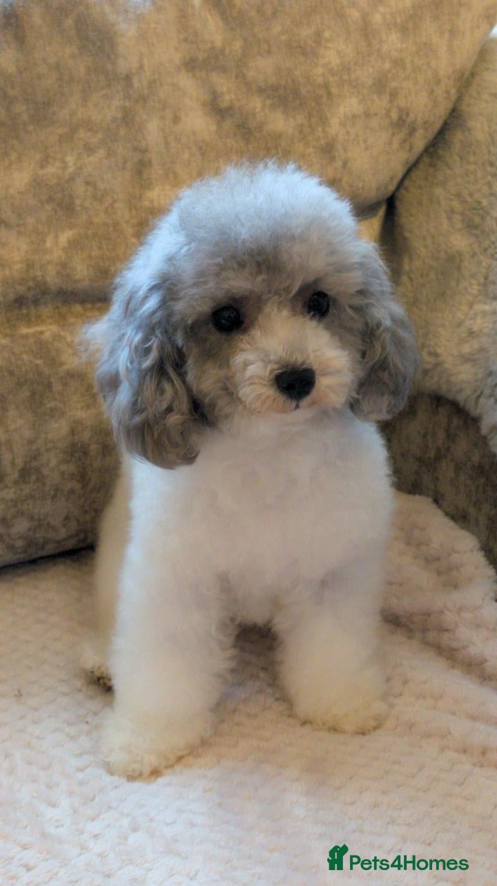 Toy Poodle dogs TRUE Asian Toy Poodle Girl  - Advert 4