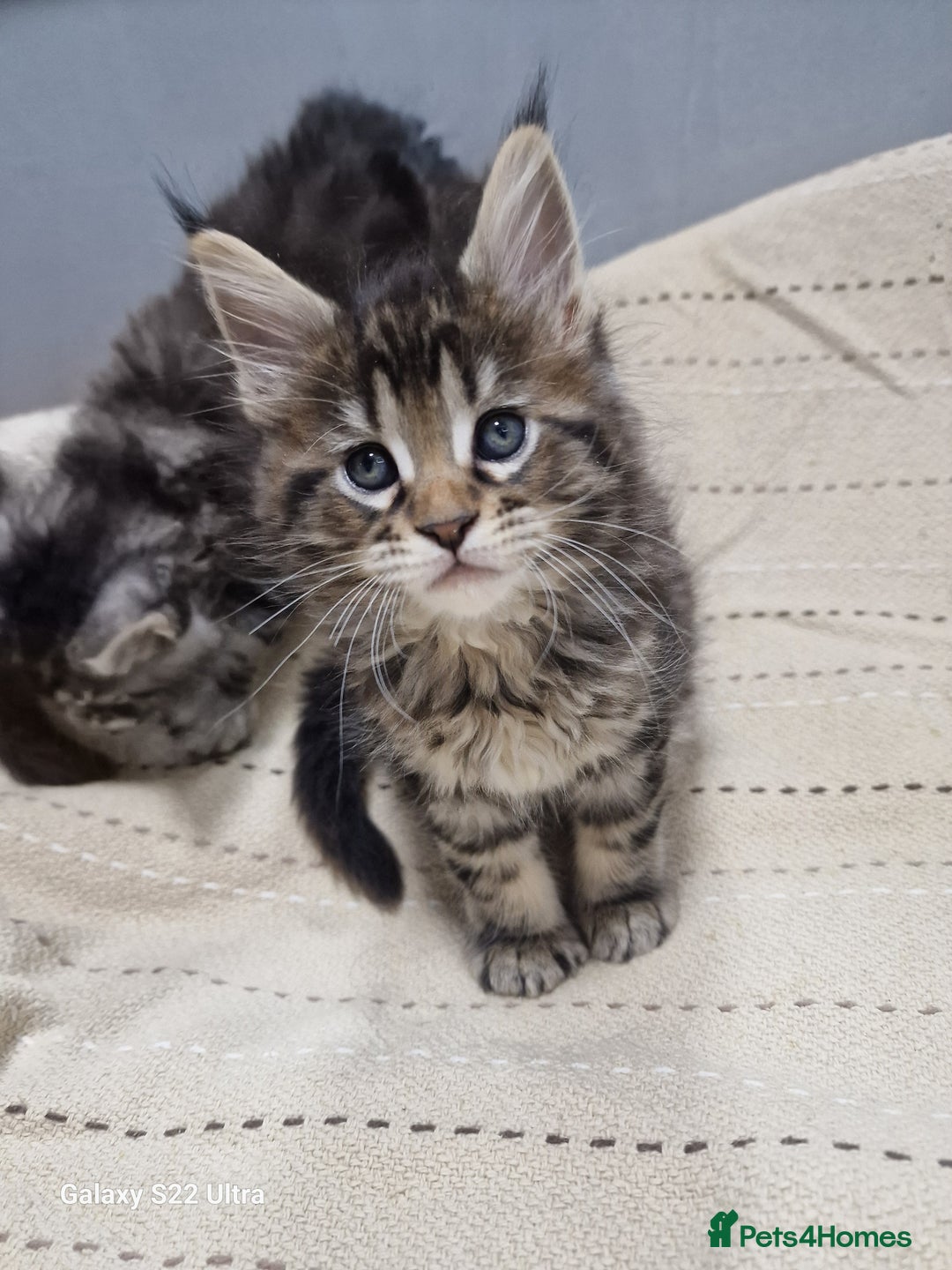 Maine Coon cats for sale: Pure Makne coon - Advert 11