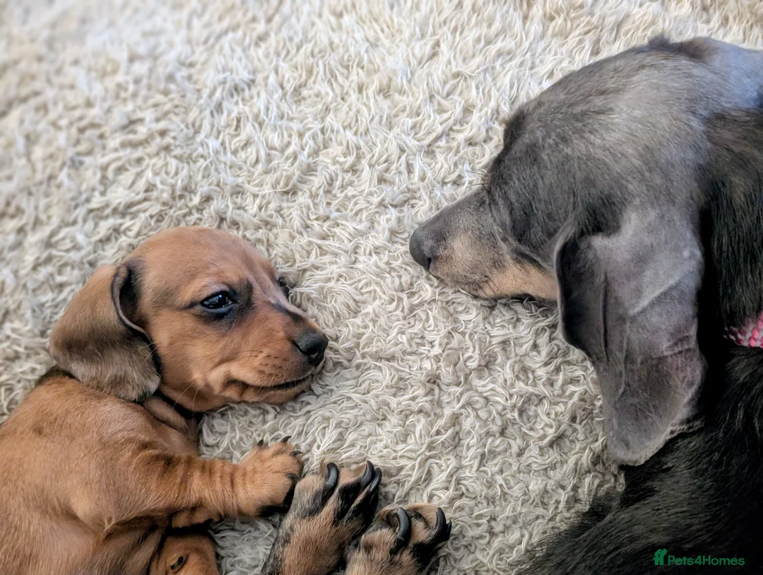 Miniature Dachshund dogs for sale: Beautiful pups  - Advert 24