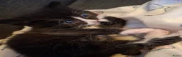 Mixed Breed cats for sale: Little boy ready for his new home - Advert 9