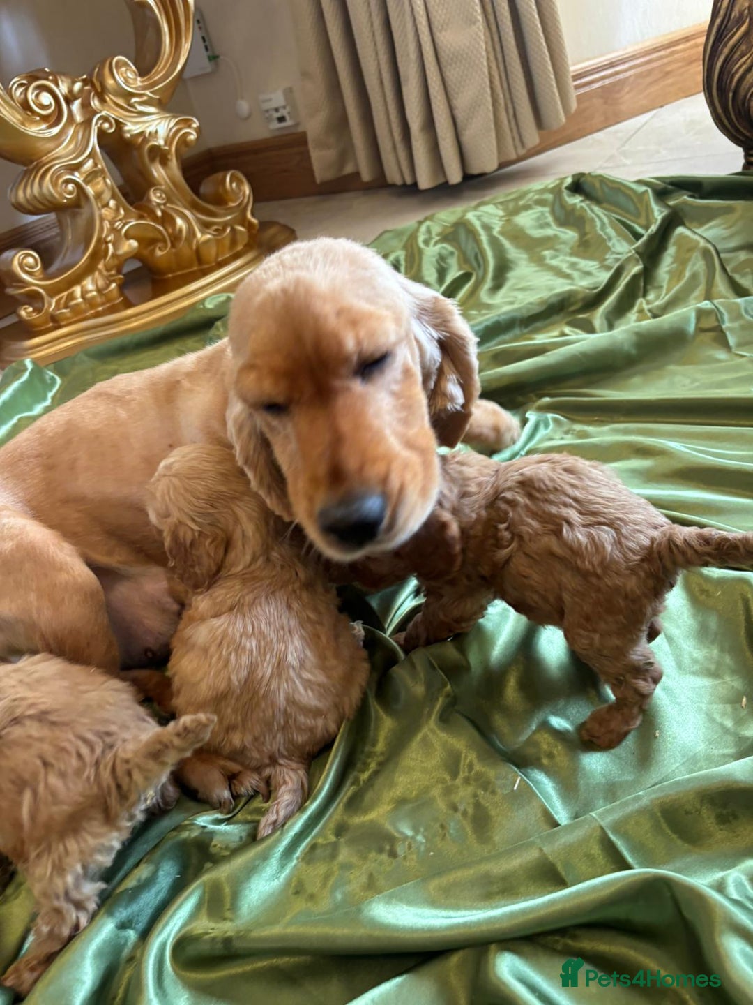 Cockapoo dogs for sale: F1 DNA Health Tested Cockapoos  - Image 17