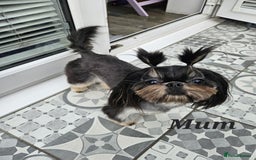 Shih Tzu dogs for sale: Quality Imperial Shih tzu babies - Advert 9