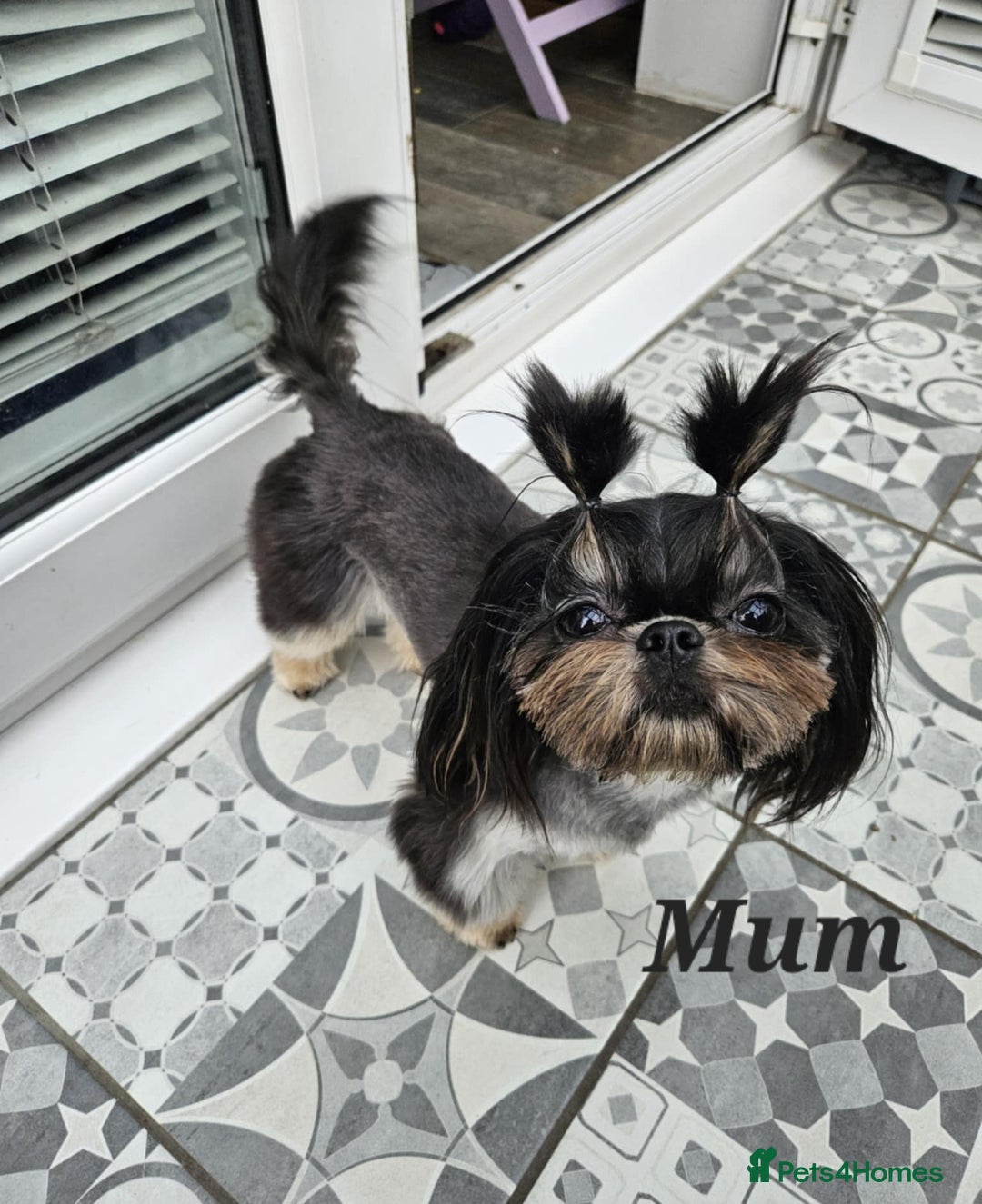 Shih Tzu dogs for sale: Quality Imperial Shih tzu babies - Advert 9