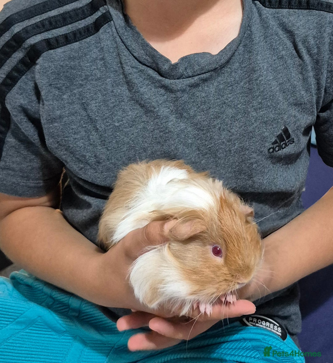 Guinea Pig rodents for sale: 3 male guinea pigs  - Advert 2