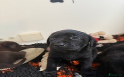 Labrador Retriever dogs for sale: Stunning KC REG Fully health tested Labradors - Image 25