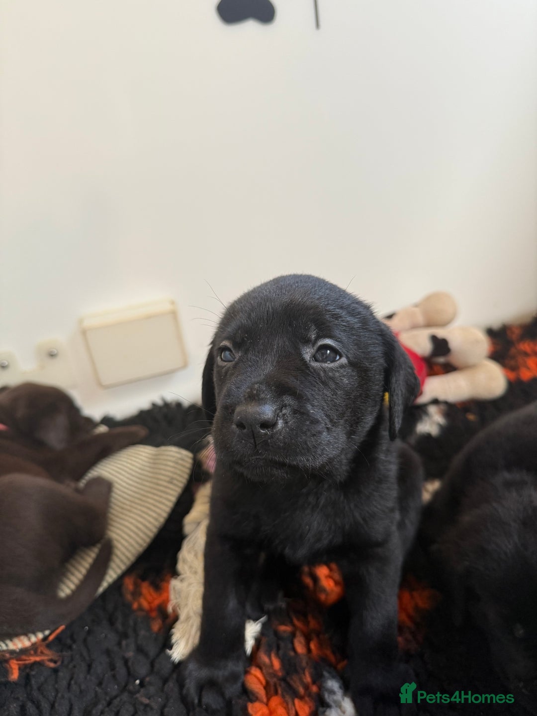 Labrador Retriever dogs for sale: Stunning KC REG Fully health tested Labradors - Image 25