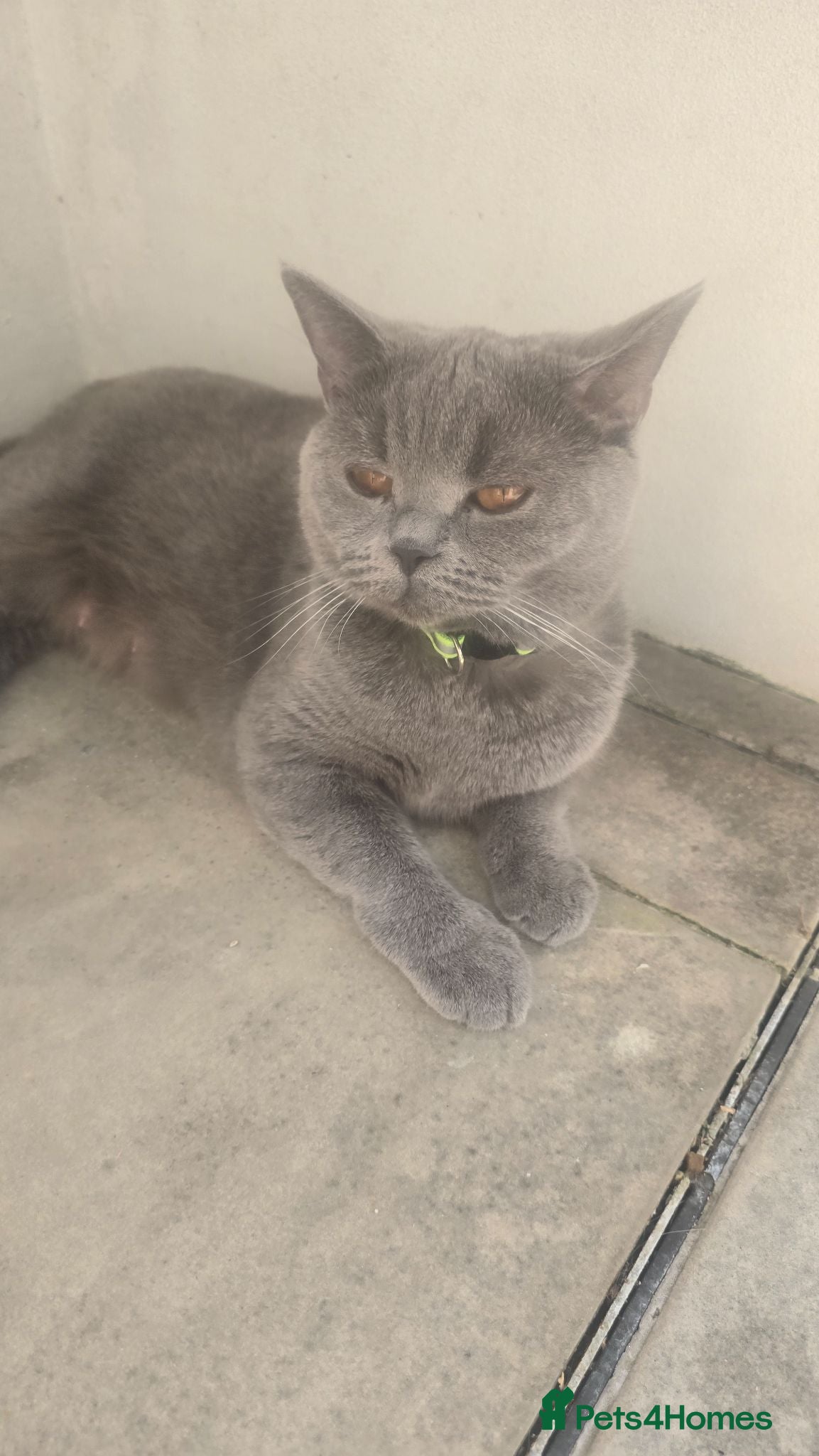 British Shorthair cats Kitten - Advert 1
